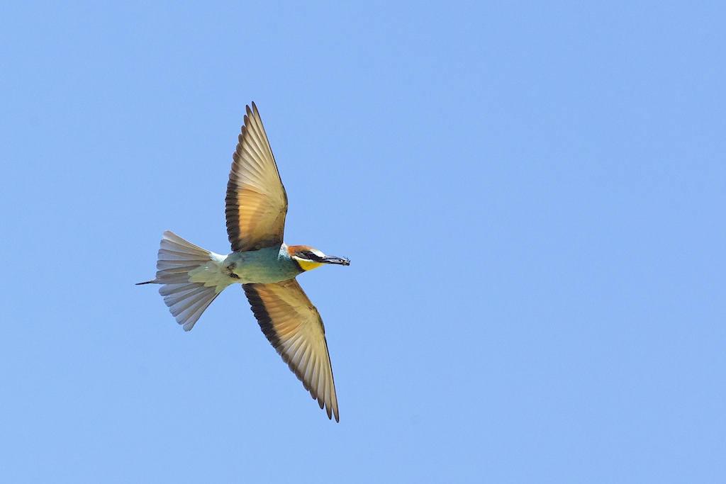 Bee Eater 29